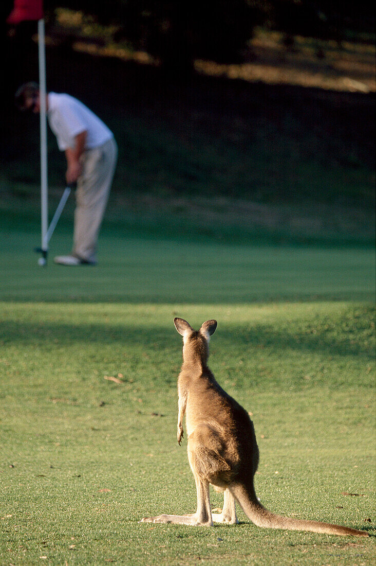 Kangaroo on Green, Anglesea Golf Club, Victoria, Australia