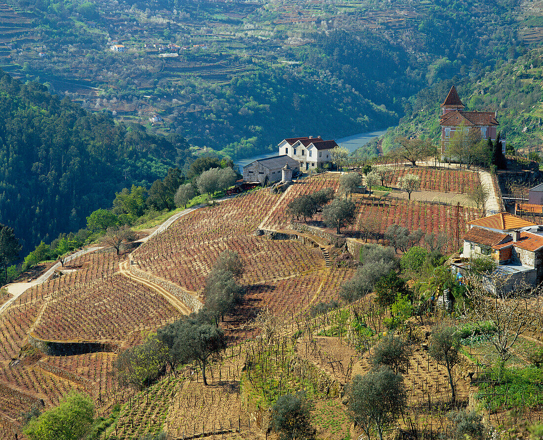 Pattern of Vineyards (spring), Villa Monim, Douro, Portugal