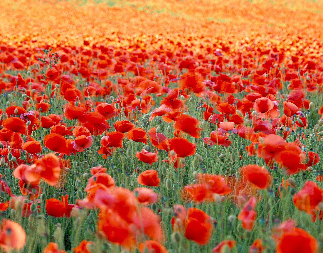 Poppy Field, General, Yorkshire, UK, England