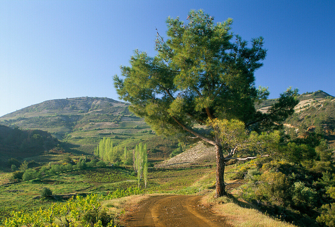 Landscape, Diarizos Valley (Nr. Mandria), South, Cyprus
