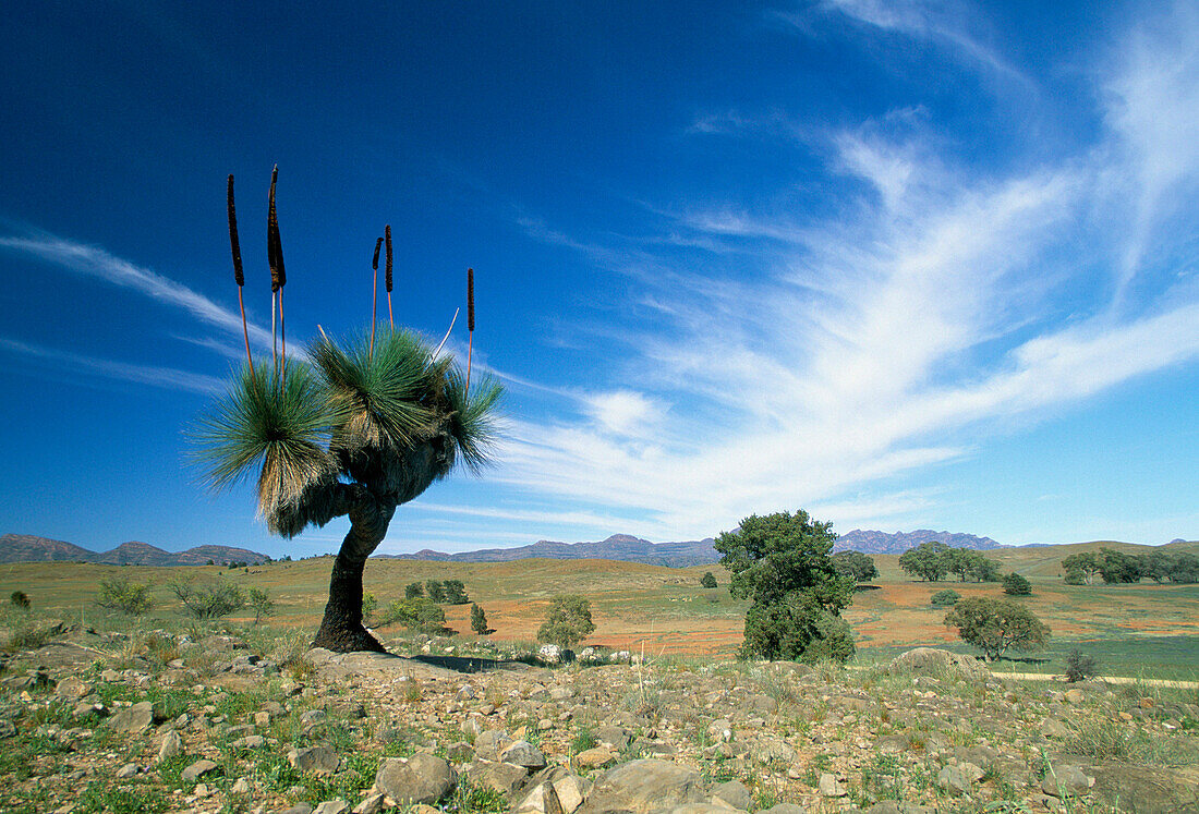 Landscape with Desert Grass Tree, Flinders Ranges National Park, Southern Australia, Australia