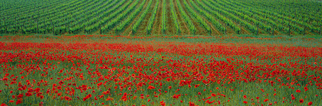 Poppy Field and Vineyard, General (Nr. San Antimo), Tuscany, Italy
