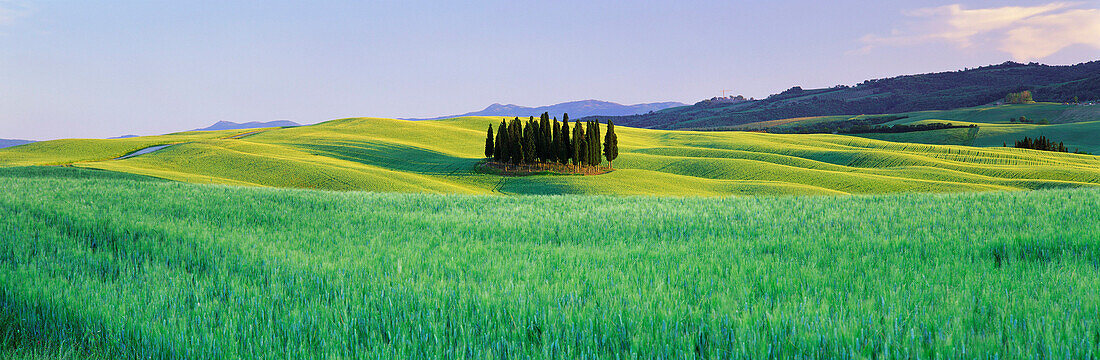 Cypress Trees in Field of Crops, San Quirico D'orcio, Tuscany, Italy