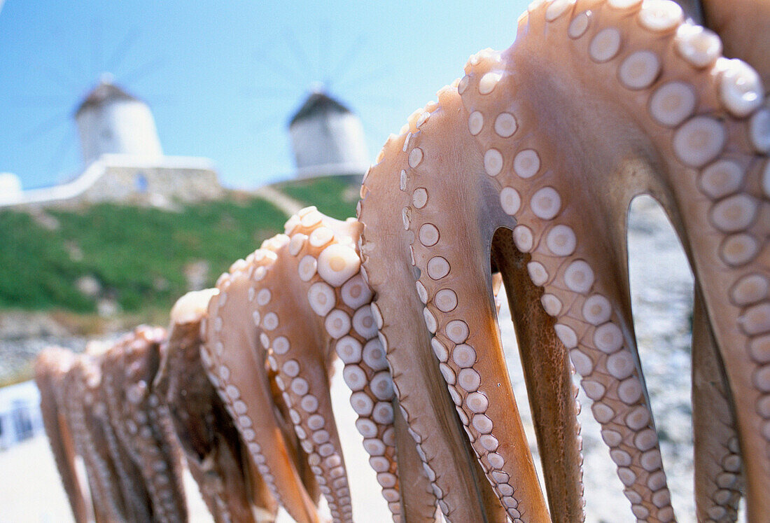 Octopus Drying in the Sun, General, Mykonos Island, Greek Islands