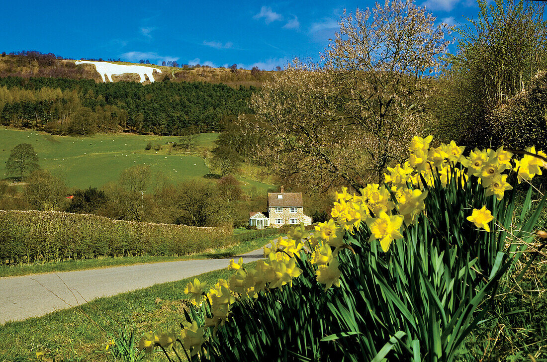 The White Horse in spring, Kilburn, near, Yorkshire, UK, England