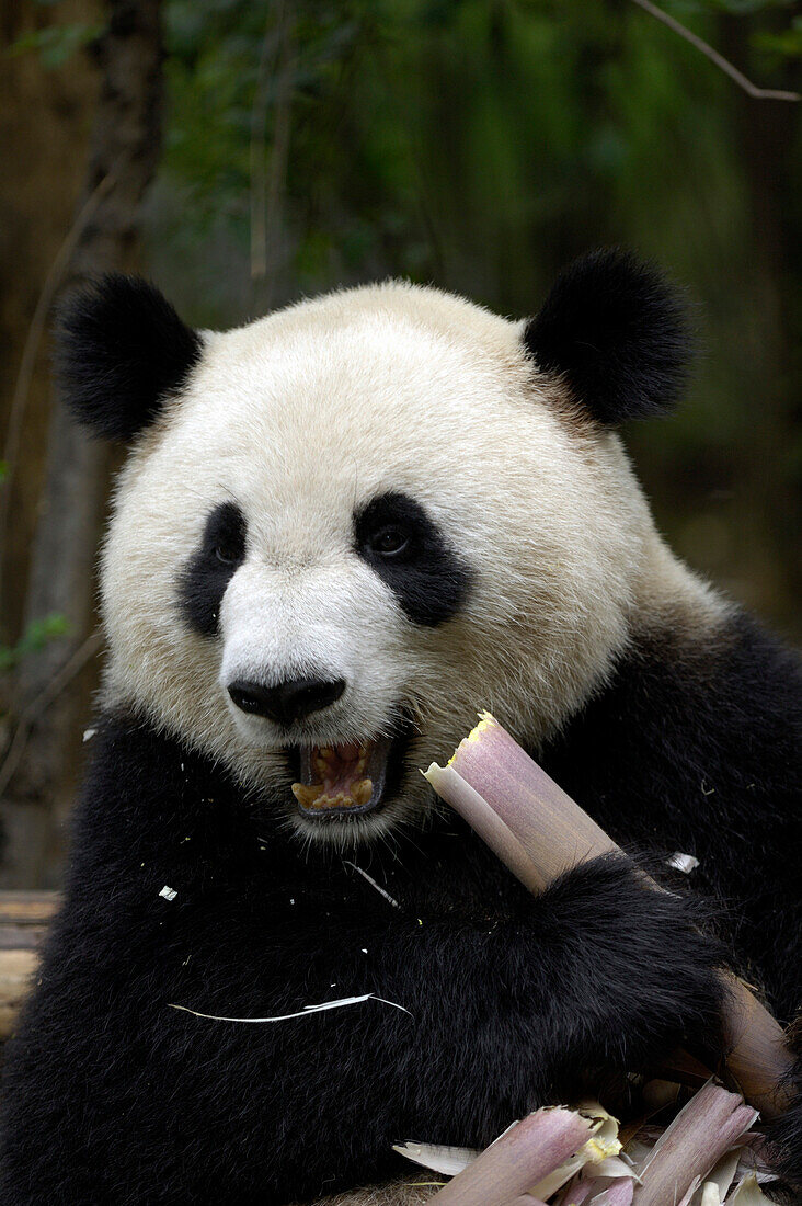 Close up of giant panda, Chengdu, China
