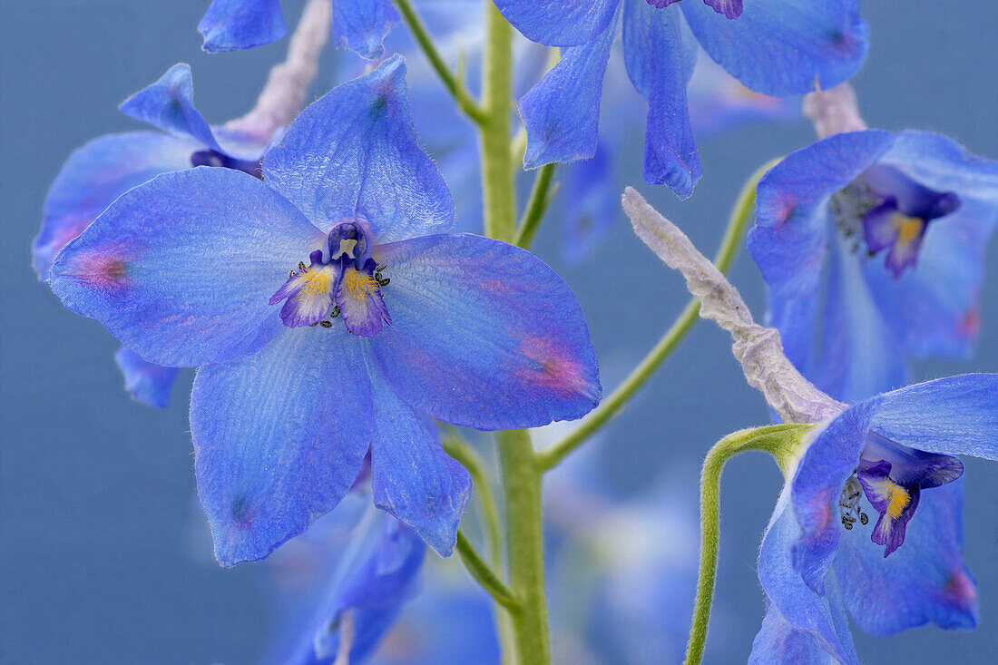 Close up of delphiniums, Flowers and Foliage, Natural World