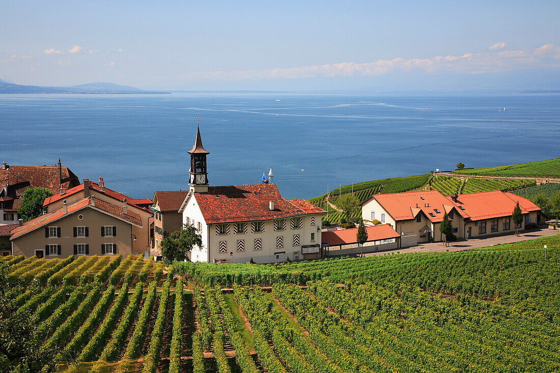 Lakeside village and vineyards, General, Vaud Canton, Switzerland
