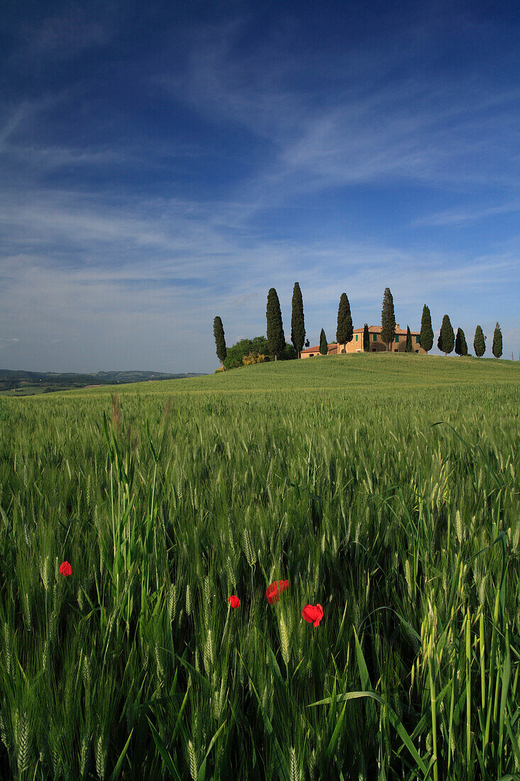 Belvederes with cypress trees, Pienza, near, Tuscany, Italy