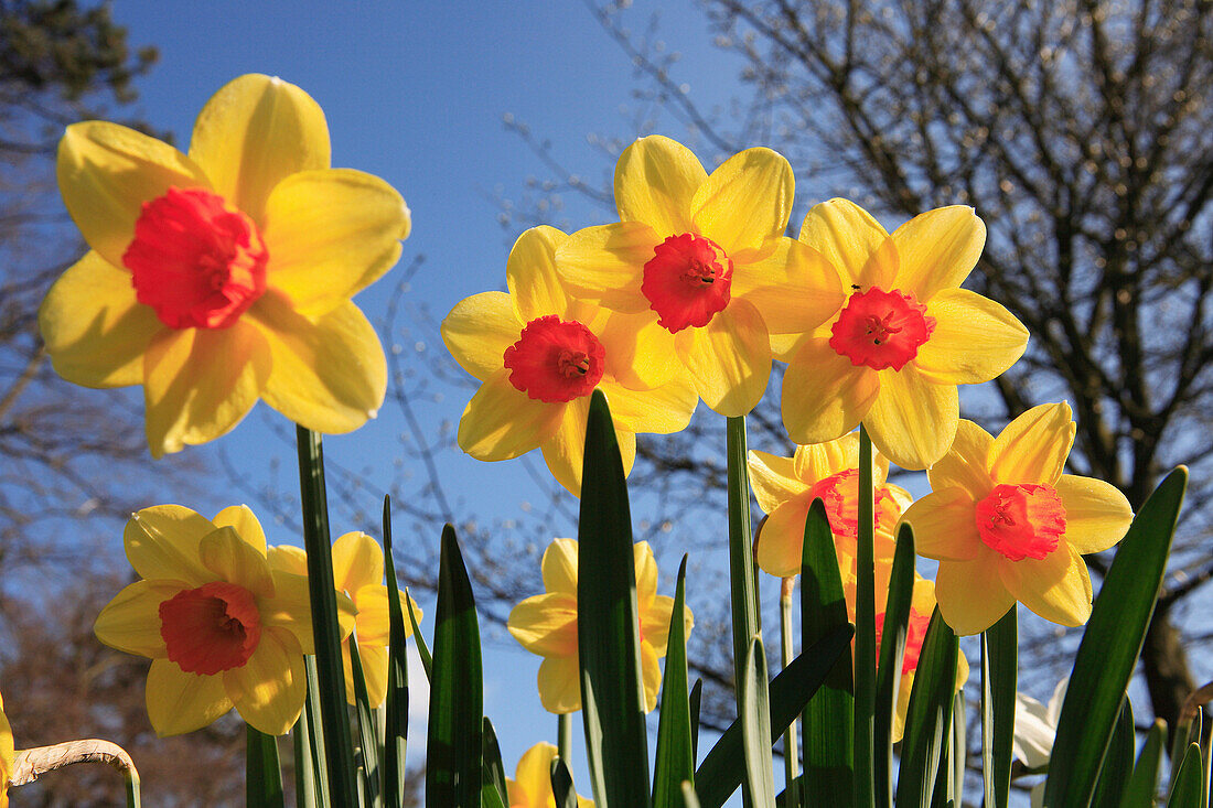 Daffodils, Flowers and Foliage, Natural World