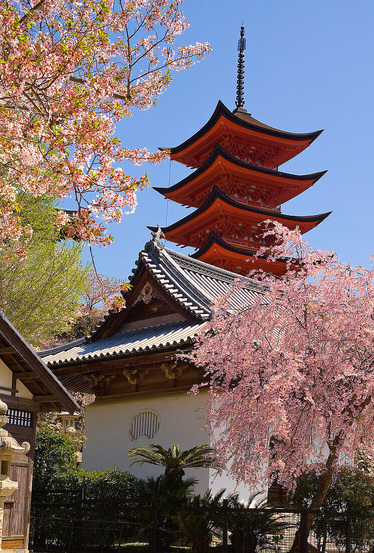 Five storey pagoda and spring blossom, Miyajima Island, Japan