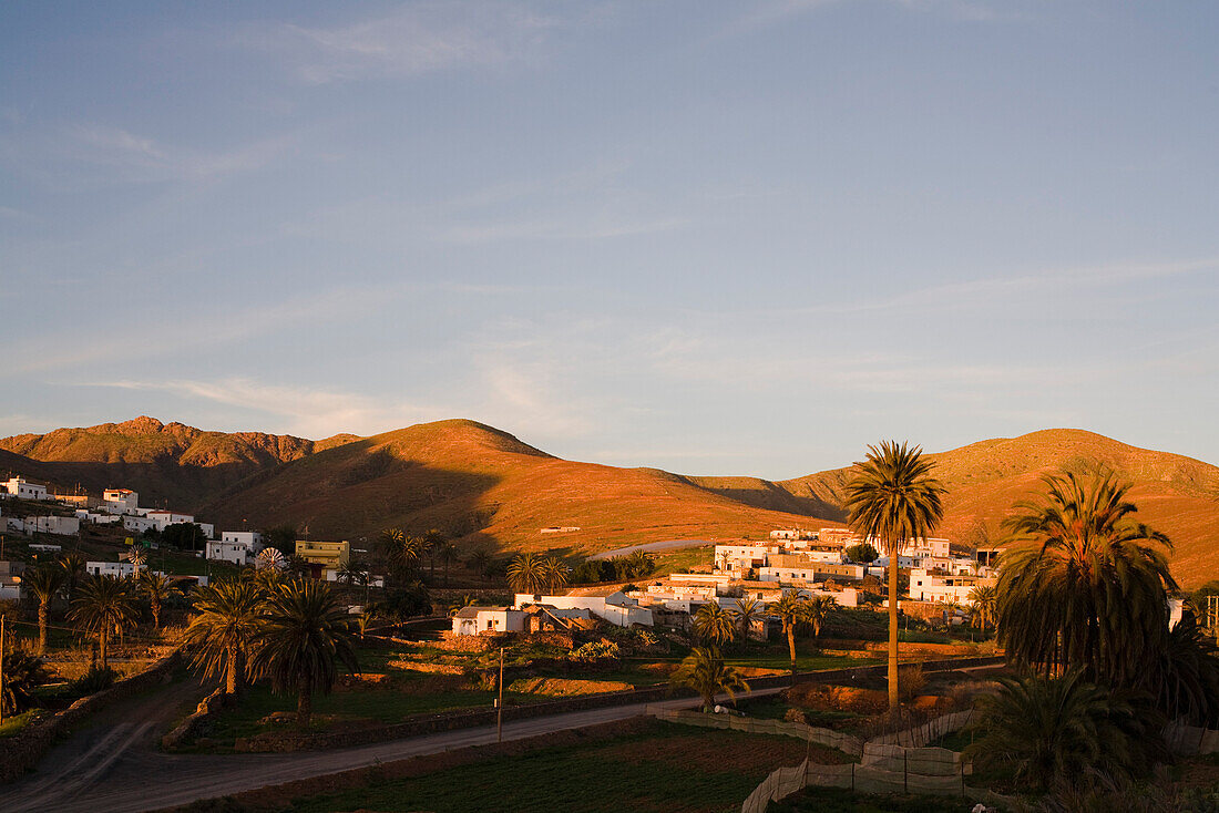 Palmen und das Dorf Toto im Sonnenlicht, Fuerteventura, Kanarische Inseln, Spanien, Europa