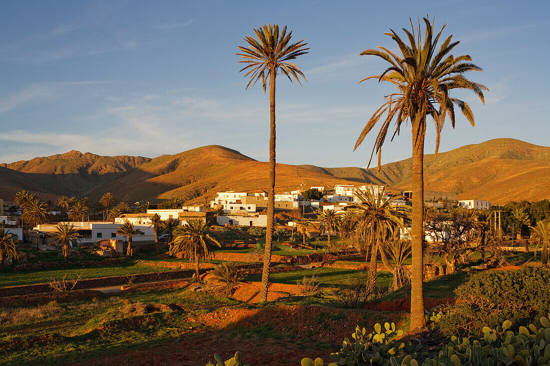 Palmen und das Dorf Toto im Sonnenlicht, Fuerteventura, Kanarische Inseln, Spanien, Europa