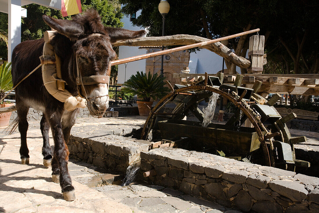 Ein Esel bewegt das Wasserrad an einem historischen Brunnen, Pajara, Fuerteventura, Kanarische Inseln, Spanien, Europa
