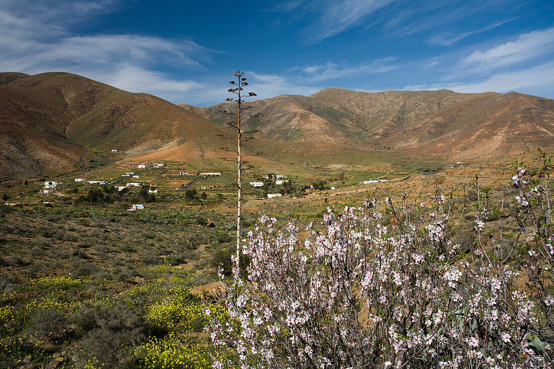 Almond blossom in a valley under clouded sky, La Vega de Rio de las Palmas, Parque Natural de Betancuria, Fuerteventura, Canary Islands, Spain, Europe
