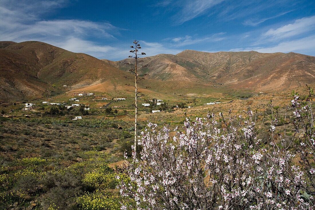 Mandelblüte in einem Tal unter Wolkenhimmel, La Vega de Rio de las Palmas, Parque Natural de Betancuria, Fuerteventura, Kanarische Inseln, Spanien, Europa