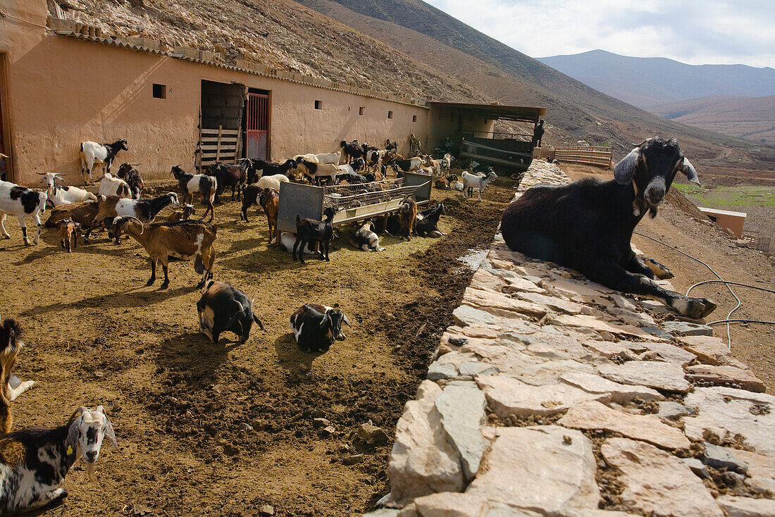 Goats in the backyard of the Queseria Vicente, Fuerteventura, Canary Islands, Spain, Europe