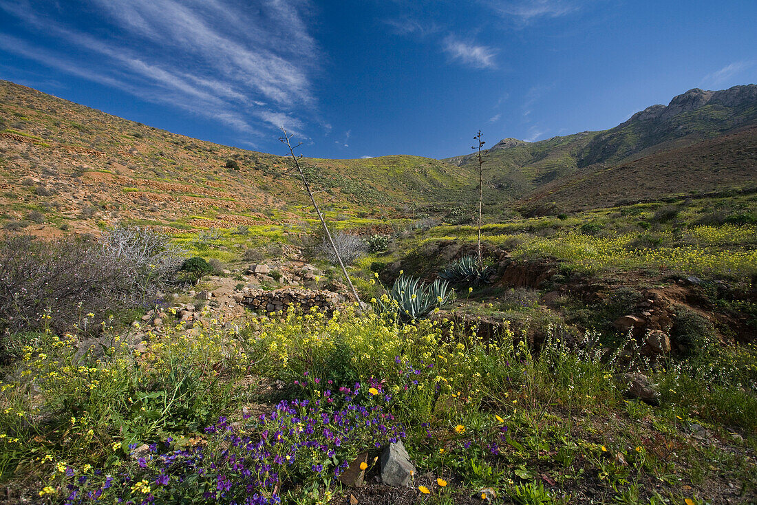 Blühende Blumen in einem Tal unter blauem Himmel, Parque Natural de Betancuria, Fuerteventura, Kanarische Inseln, Spanien, Europa