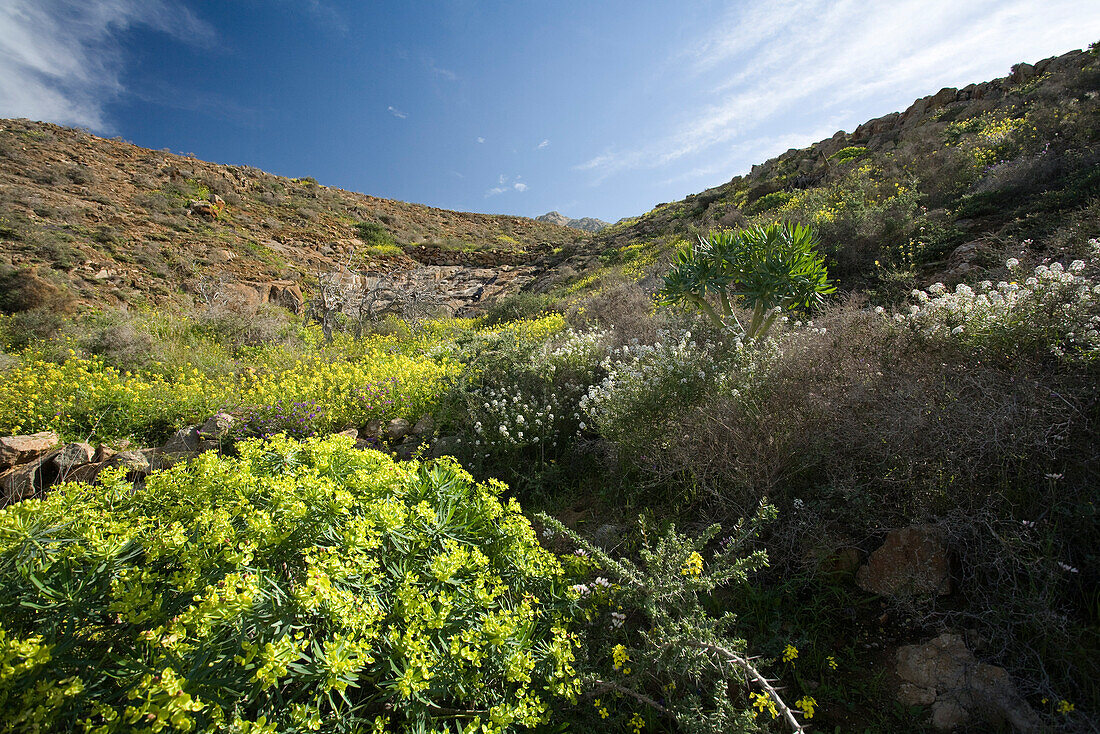 Blühende Blumen in einem Tal im Sonnenlicht, Parque Natural de Betancuria, Fuerteventura, Kanarische Inseln, Spanien, Europa
