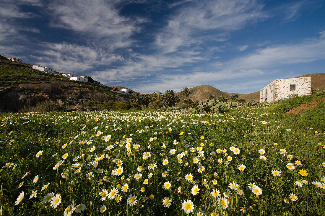 Blumenwiese vor dem Dorf Betancuria im Sonnenlicht, Parque Natural de Betancuria, Fuerteventura, Kanarische Inseln, Spanien, Europa