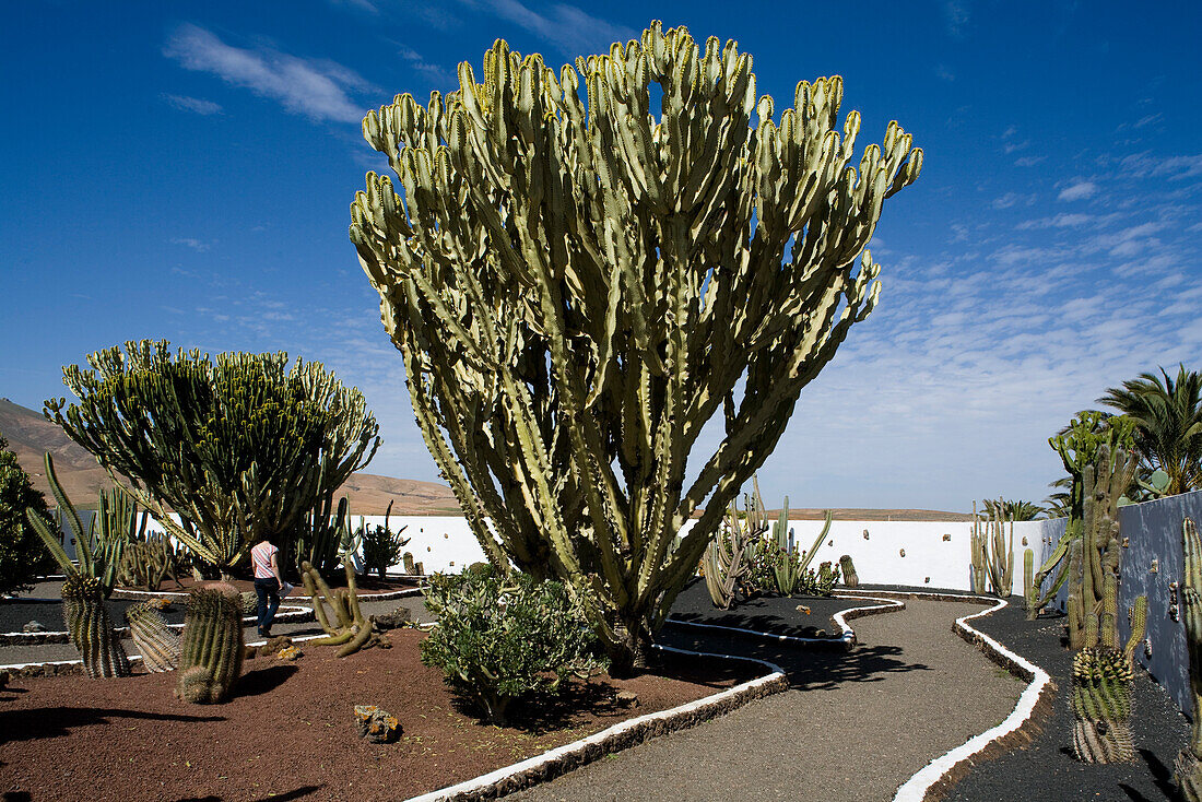 Garden with indigenous plants under blue sky, Antigua, Fuerteventura, Canary Islands, Spain, Europe