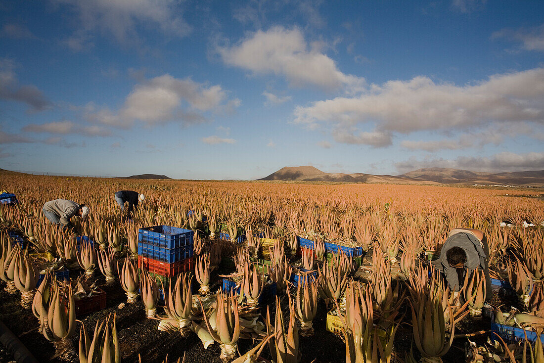 Arbeiter auf einem Feld mit Aloe Vera, Valles de Ortega, Fuerteventura, Kanarische Inseln, Spanien, Europa