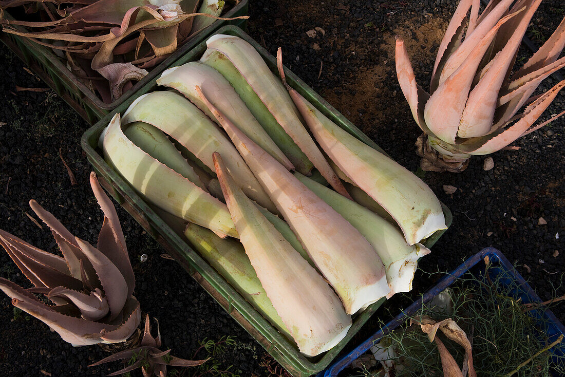 Korb mit geschnittener Aloe Vera, Valles de Ortega, Fuerteventura, Kanarische Inseln, Spanien, Europa
