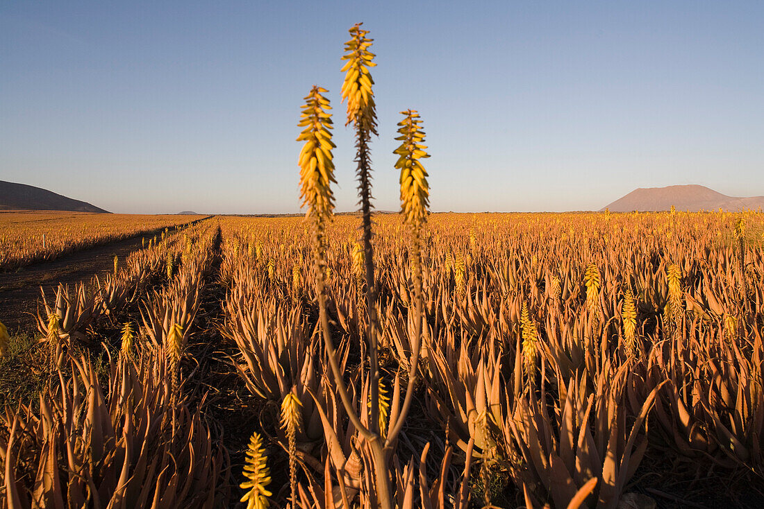 Blühende Aloe Vera Pflanzen auf einem Feld, Valles de Ortega, Fuerteventura, Kanarische Inseln, Spanien, Europa