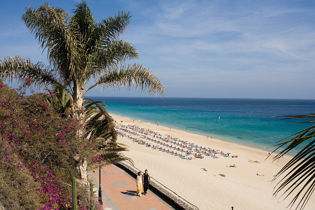 Seaside promenade with palm trees in the sunlight, Playa del Matorral, Playa de Jandia, Morro Jable, Jandia peninsula, Fuerteventura, Canary Islands, Spain, Europe