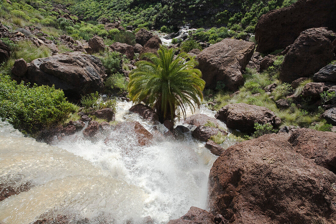 Palme an einem Wasserfall im Sonnenlicht, Los Azulejos, Veneguera Schlucht, Gran Canaria, Kanarische Inseln, Spanien, Europa