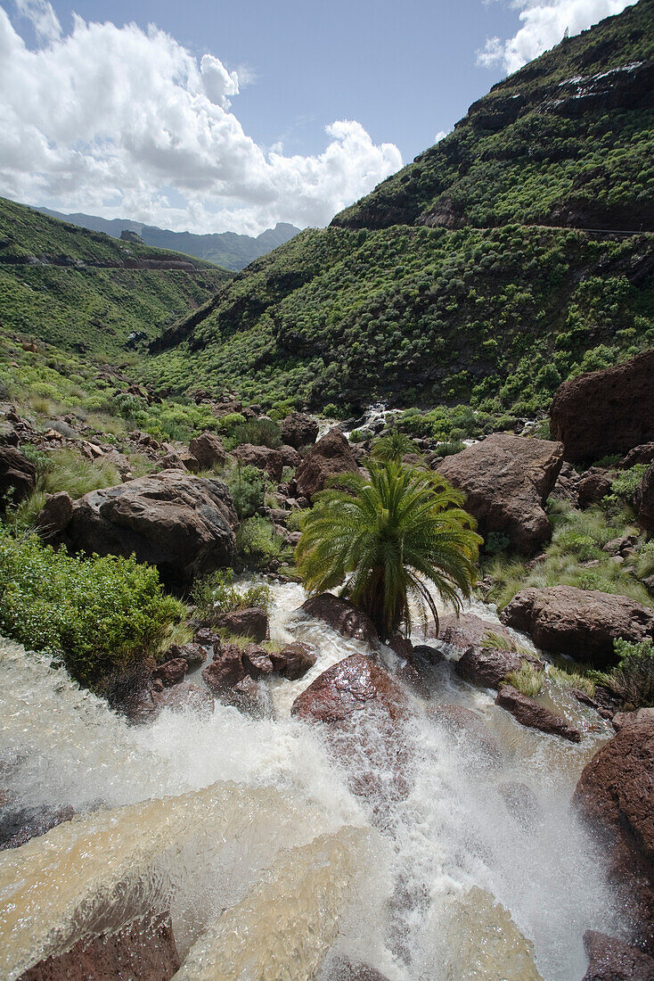 Palm tree at a waterfall in the sunlight, Los Azulejos, Barranco de Veneguera, Gran Canaria, Canary Islands, Spain, Europe