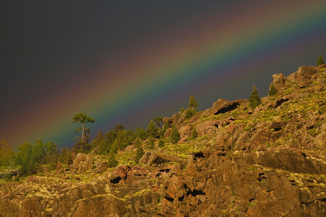 Regenbogen über kanarischen Kiefern, Tal von El Risco, Naturpark Tamadaba, Gran Canaria, Kanarische Inseln, Spanien, Europa