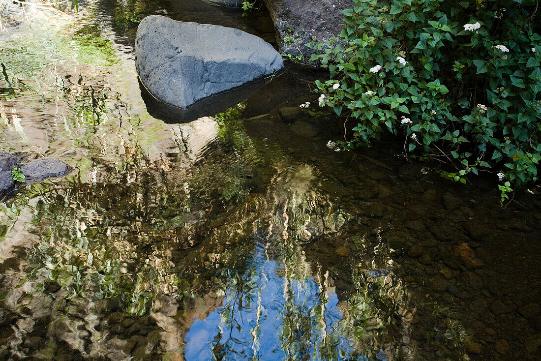 Water reflection in a brook, Masca canyon, Barranco de Masca, Parque rural de Teno, Tenerife, Canary Islands, Spain, Europe