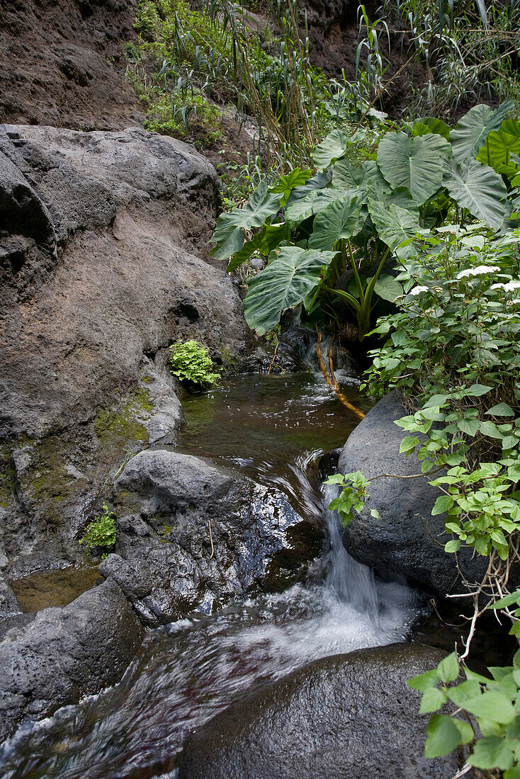 Bach in der Masca Schlucht, Barranco de Masca, Parque Rural de Teno, Teneriffa, Kanarische Inseln, Spanien, Europa