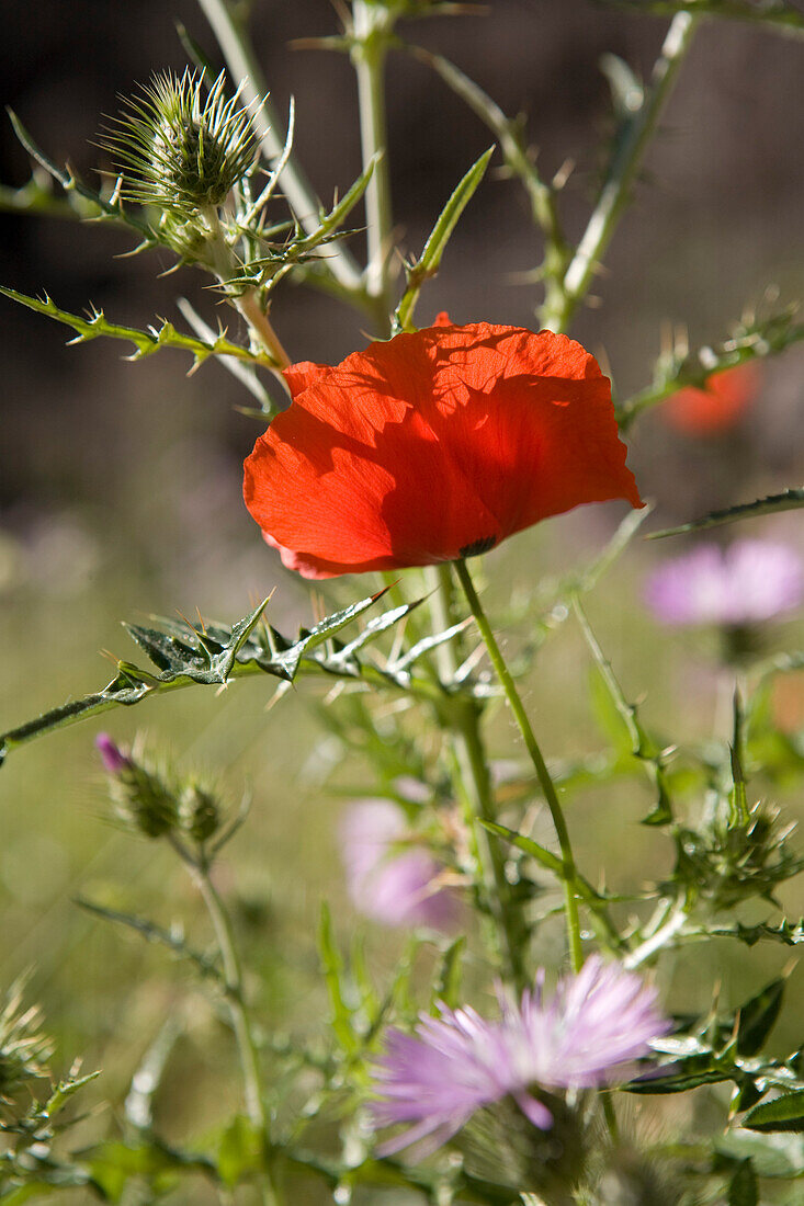 Mohnblume und Distel im Sonnenlicht, Masca Schlucht, Parque rural de Teno, Teneriffa, Kanarische Inseln, Spanien, Europa