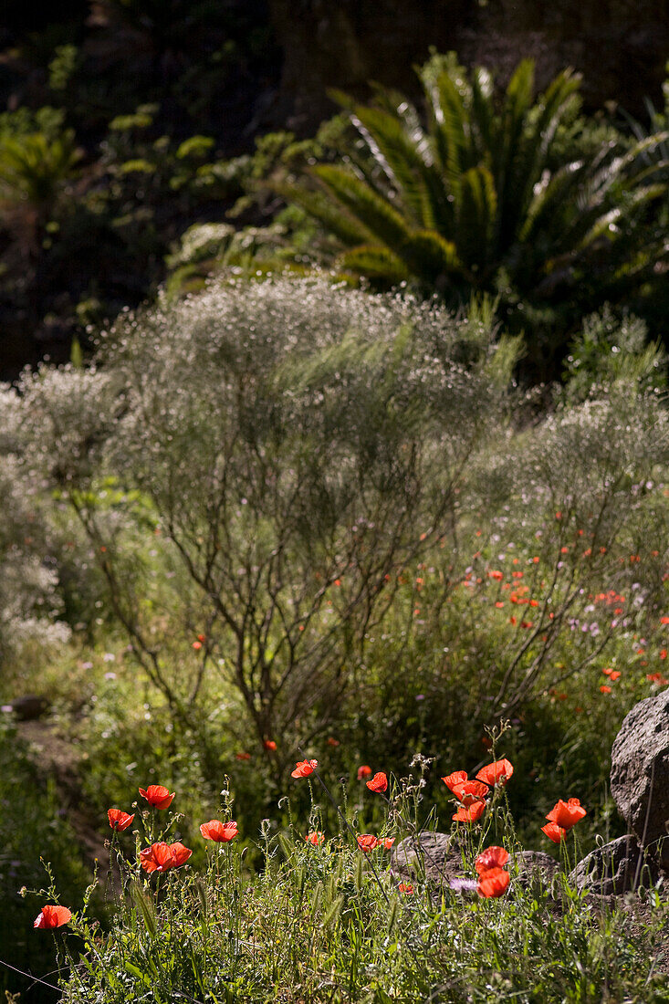 Mohnblumen im Sonnenlicht in der Masca Schlucht, Parque Rural de Teno, Teneriffa, Kanarische Inseln, Spanien, Europa