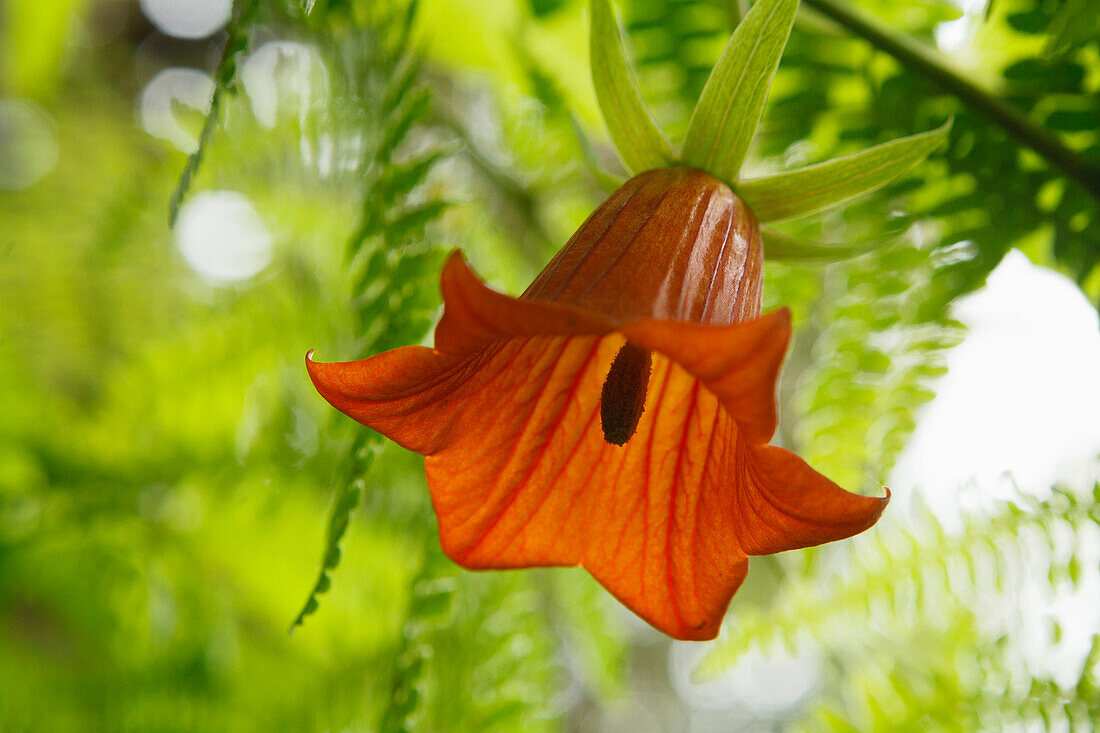 Kanarische Glockenblume, Anaga Gebirge, Teneriffa, Kanarische Inseln, Spanien, Europa