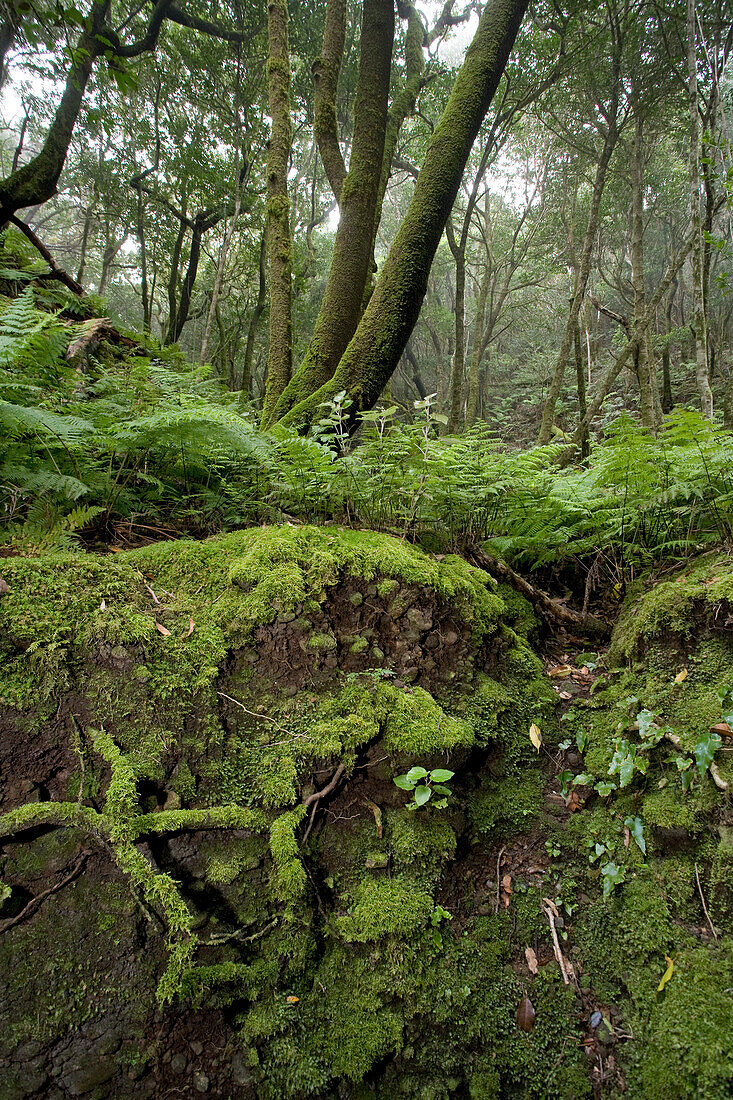 Moosbewachsene Wurzeln im Lorbeerwald, Anaga Gebirge, Parque Rural de Anaga, Teneriffa, Kanarische Inseln, Spanien, Europa