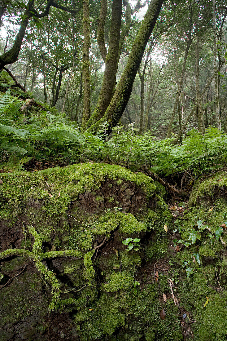 Mossy roots in the laurel forest, Anaga mountains, Parque Rural de Anaga, Tenerife, Canary Islands, Spain, Europe