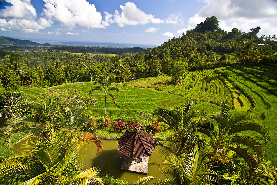 Reisfelder in Zentralbali, Indonesien