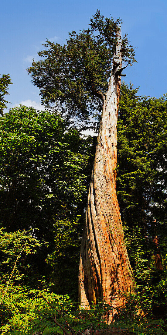 Giant Red cedar tree in Stanley Park, Vancouver City, Canada, North America