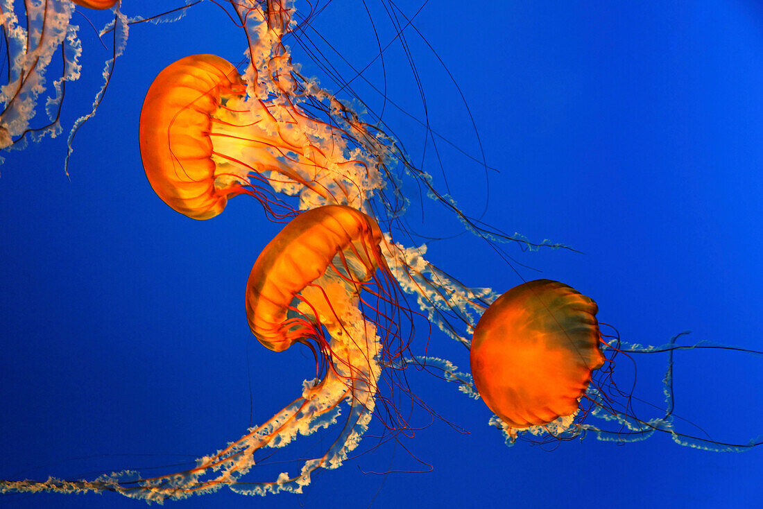 Sea Nettles Jellyfish, Chrysaora fuscescens, in Aquarium in Vancouver City im Stanley Park, Canada, North America
