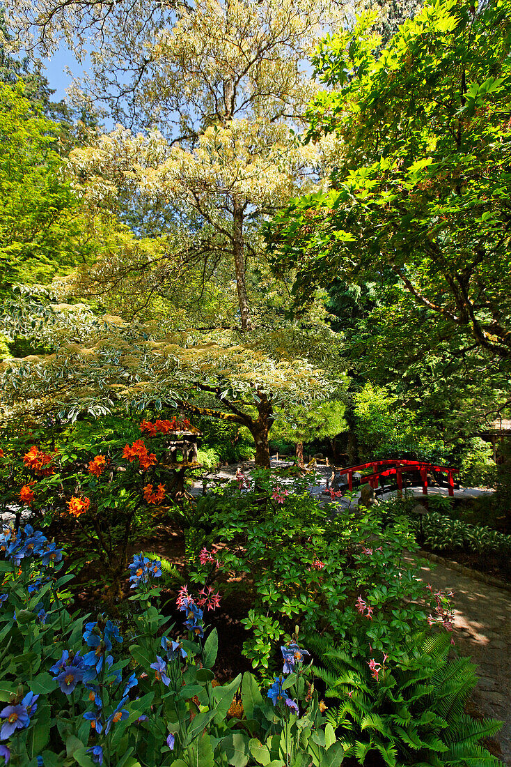 Japanischer Garten im Butcharts Garden bei Viktoria, Vancouver Island, Kanada, Britisch Kolumbien, Nordamerika