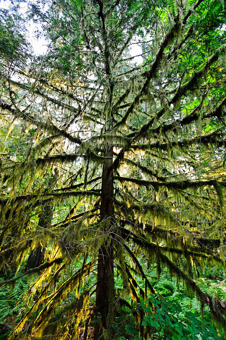 Trees with moos in old groth forest in Cathedral Grove McMillan Provincial Park on Vancouver Island, Canada, North America