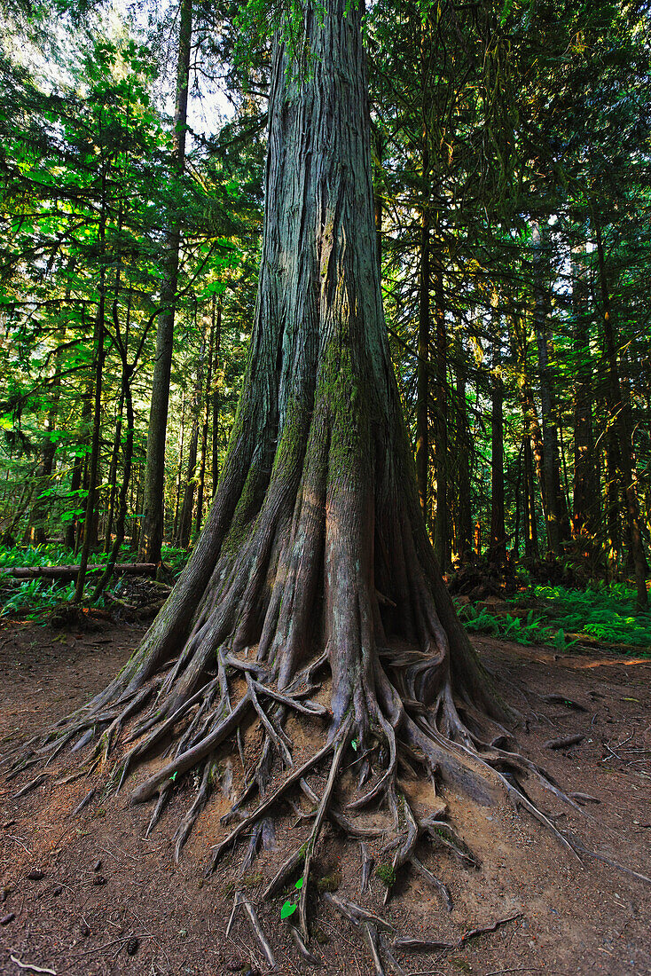 Giant tree in Cathedral Grove McMillan Provincial Park on Vancouver Island, Canada, North America