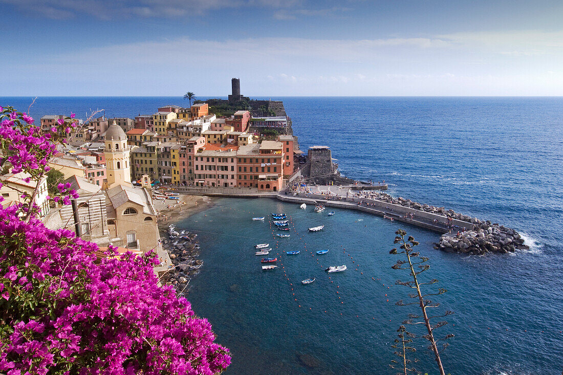 Blick auf den Ort Vernazza, Bougainvilleen Strauch im Vordergrund, Vernazza, Cinque Terre, La Spezia, Ligurien, Italienische Riviera, Italien, Europa