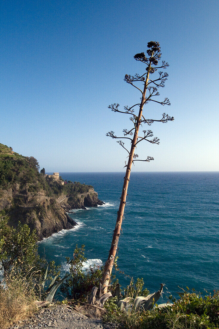 Agave at the hiking trail near Manarola, Cinque Terre, Liguria, Italian Riviera, Italy, Europe