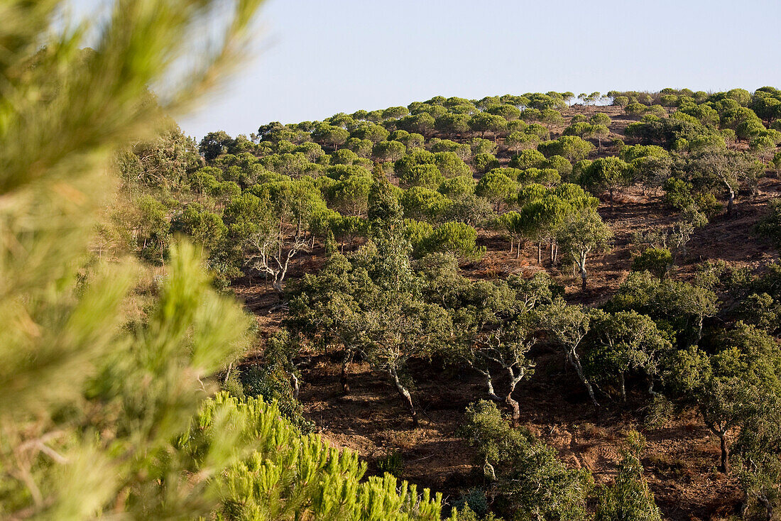 Pine trees on a hill, Vilo do Bispo, Algarve, Portugal