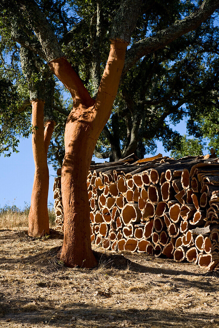 Korkeiche, Baum und gestapelter Kork, Alcoutim, Algarve, Portugal