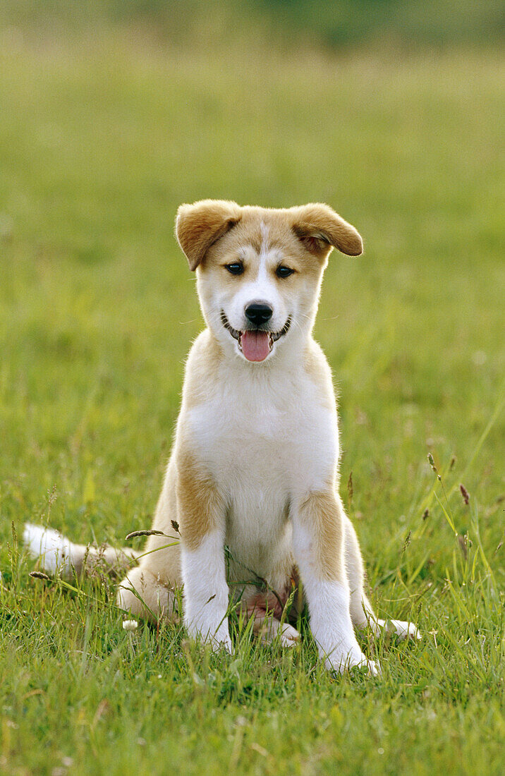 Hund, Mischling sitzt in einer Wiese